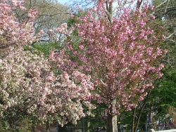 2011 Spring Scenery Walk - Riverside Park 21